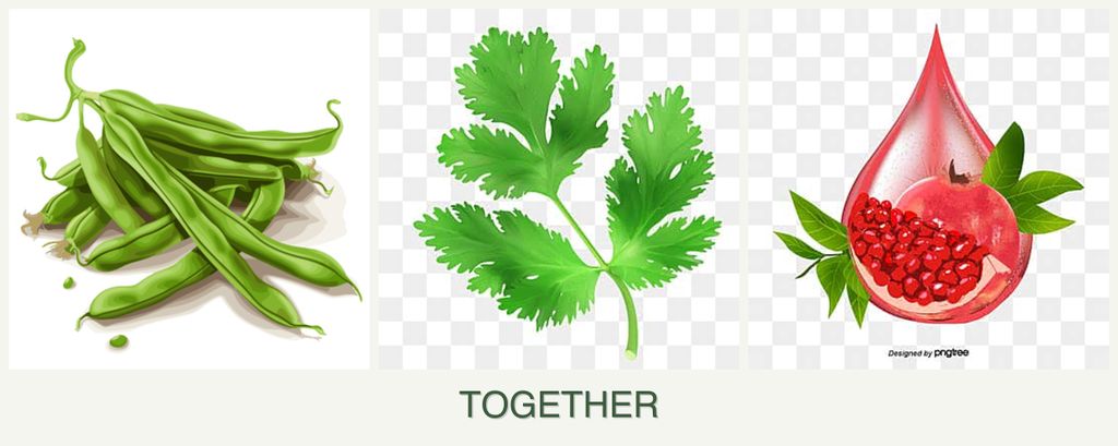 Can you plant beans, parsley and pomegranates together?