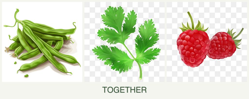 Can you plant beans, parsley and raspberries together?