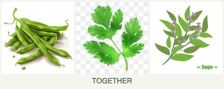 Can you plant beans, parsley and sage together?