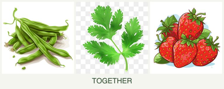 Can you plant beans, parsley and strawberries together?