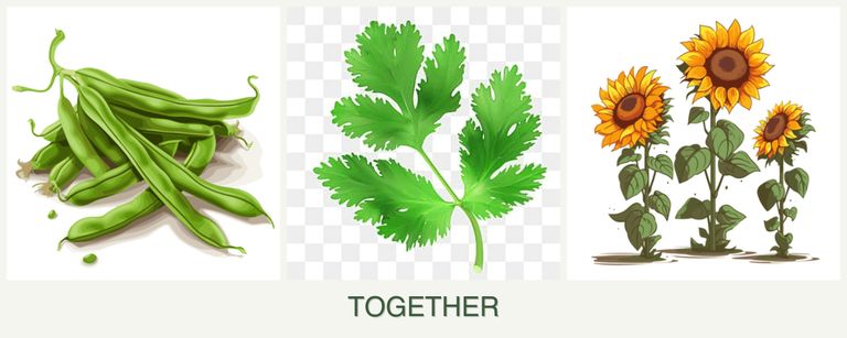Can you plant beans, parsley and sunflowers together?