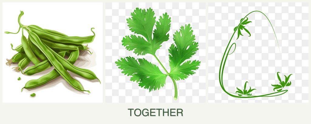 Can you plant beans, parsley and tarragon together?