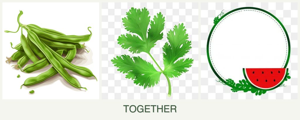 Can you plant beans, parsley and watermelons together?