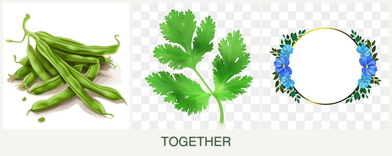 Can you plant beans, parsley and zinnias together?