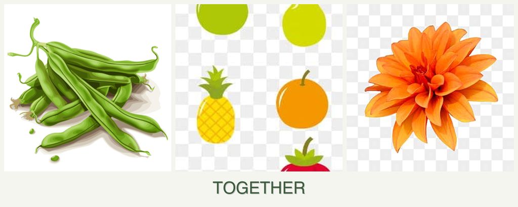 Can you plant beans, pears and dahlias together?