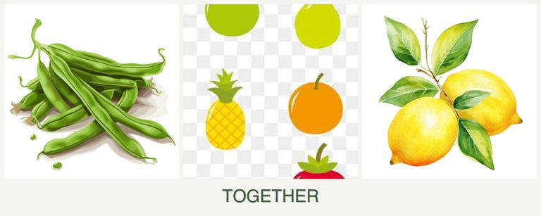 Can you plant beans, pears and lemons together?
