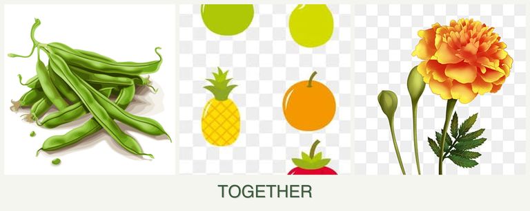 Can you plant beans, pears and marigolds together?