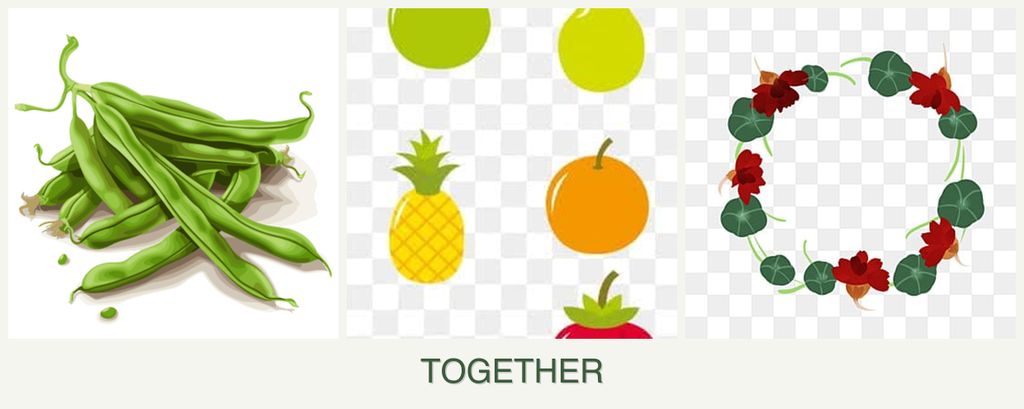 Can you plant beans, pears and nasturtiums together?