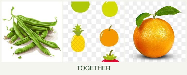 Can you plant beans, pears and oranges together?