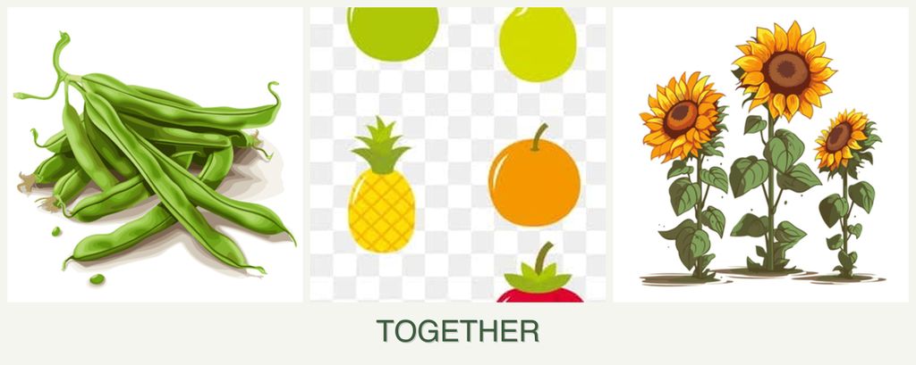 Can you plant beans, pears and sunflowers together?
