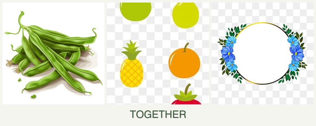Can you plant beans, pears and zinnias together?