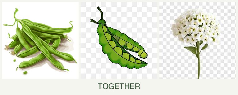 Can you plant beans, peas and alyssum together?