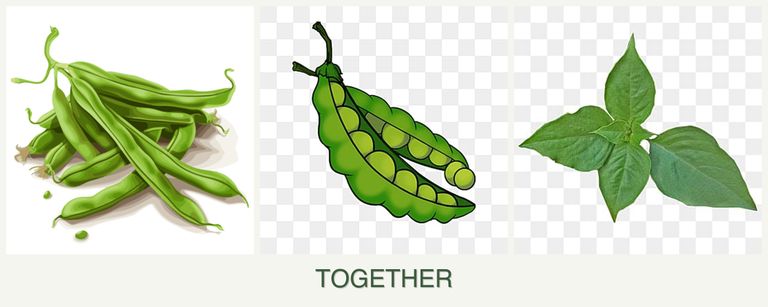 Can you plant beans, peas and basil together?