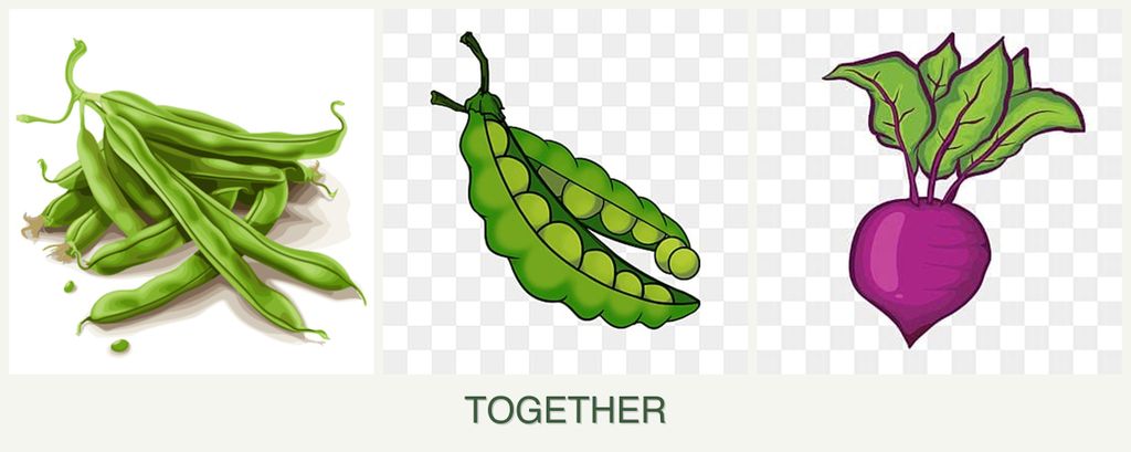Can you plant beans, peas and beets together?