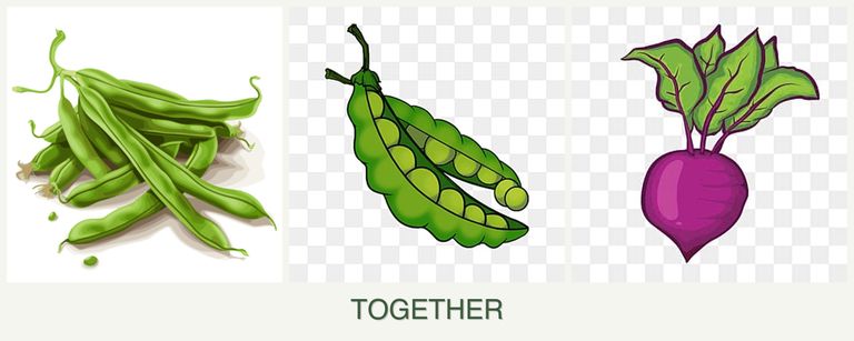 Can you plant beans, peas and beets together?