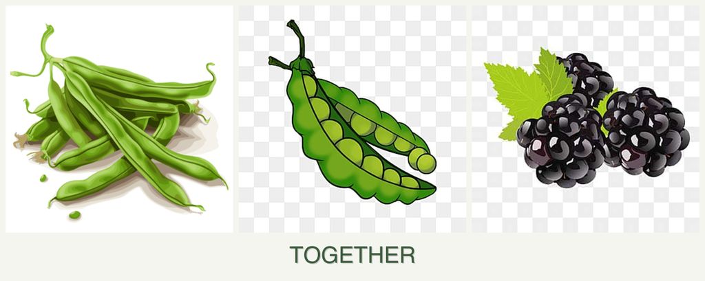 Can you plant beans, peas and blackberries together?