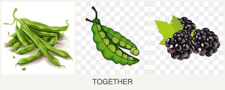 Can you plant beans, peas and blackberries together?
