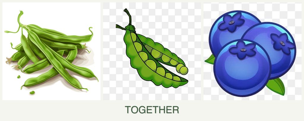 Can you plant beans, peas and blueberries together?