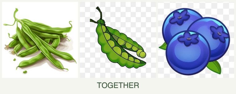 Can you plant beans, peas and blueberries together?