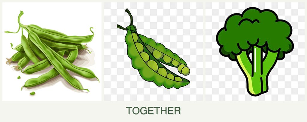 Can you plant beans, peas and broccoli together?