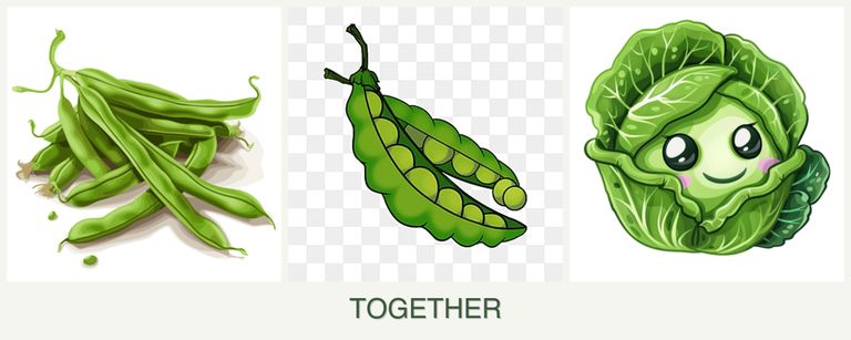 Can you plant beans, peas and cabbage together?