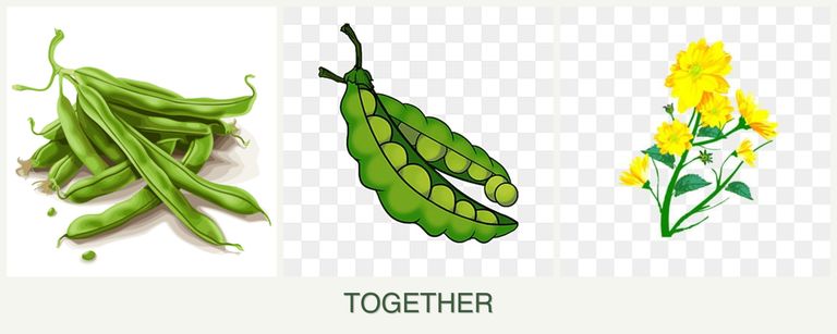 Can you plant beans, peas and calendula together?