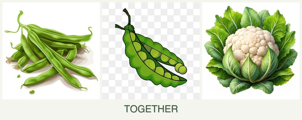 Can you plant beans, peas and cauliflower together?