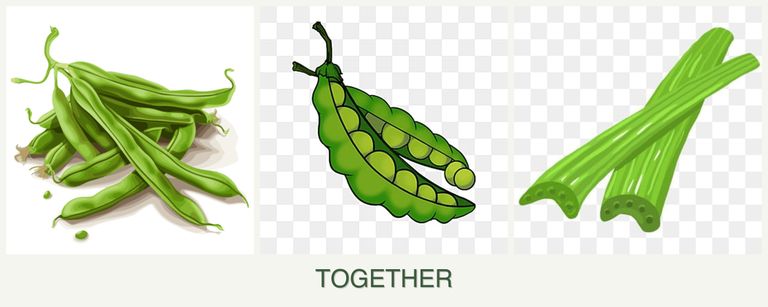 Can you plant beans, peas and celery together?