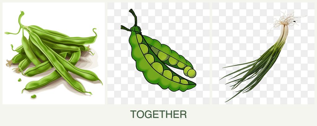 Can you plant beans, peas and chives together?