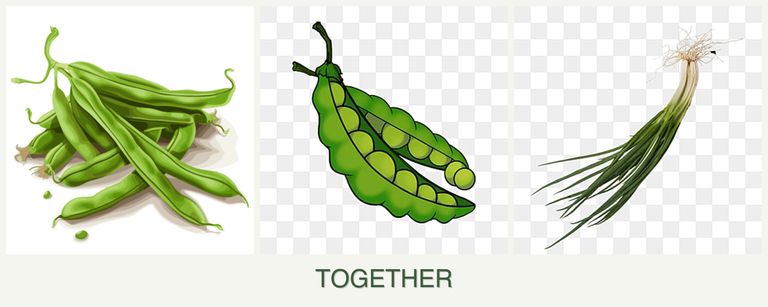 Can you plant beans, peas and chives together?