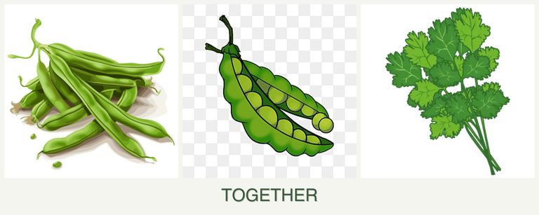 Can you plant beans, peas and cilantro together?