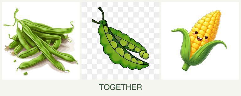 Can you plant beans, peas and corn together?