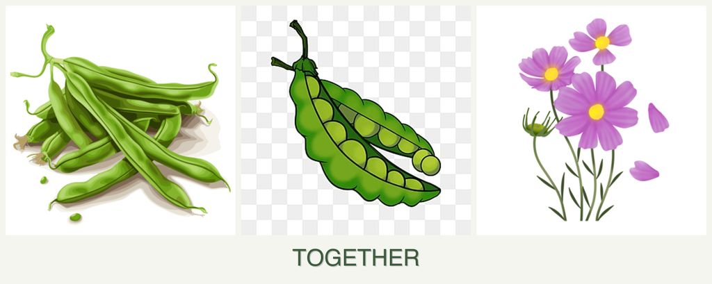 Can you plant beans, peas and cosmos together?