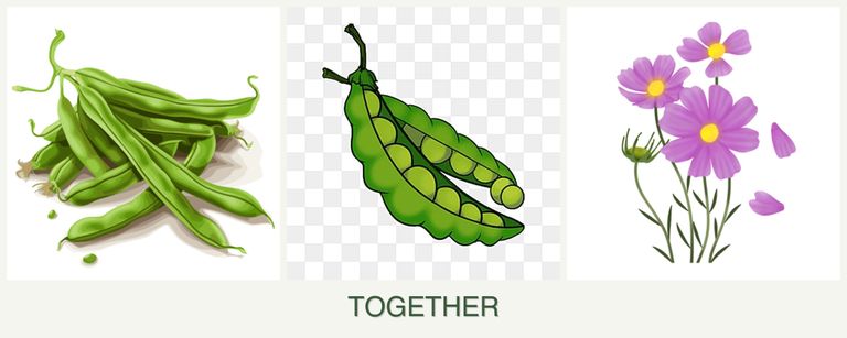 Can you plant beans, peas and cosmos together?