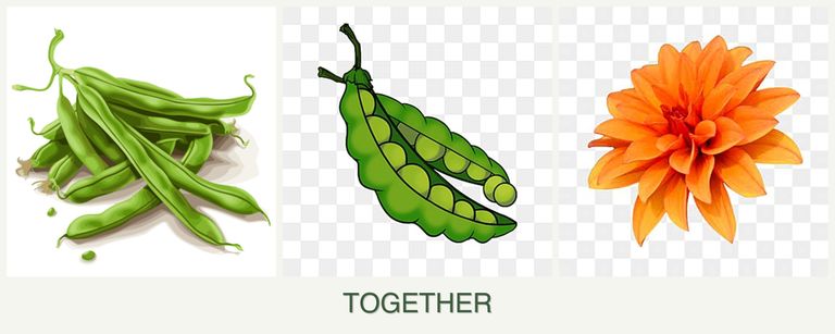 Can you plant beans, peas and dahlias together?