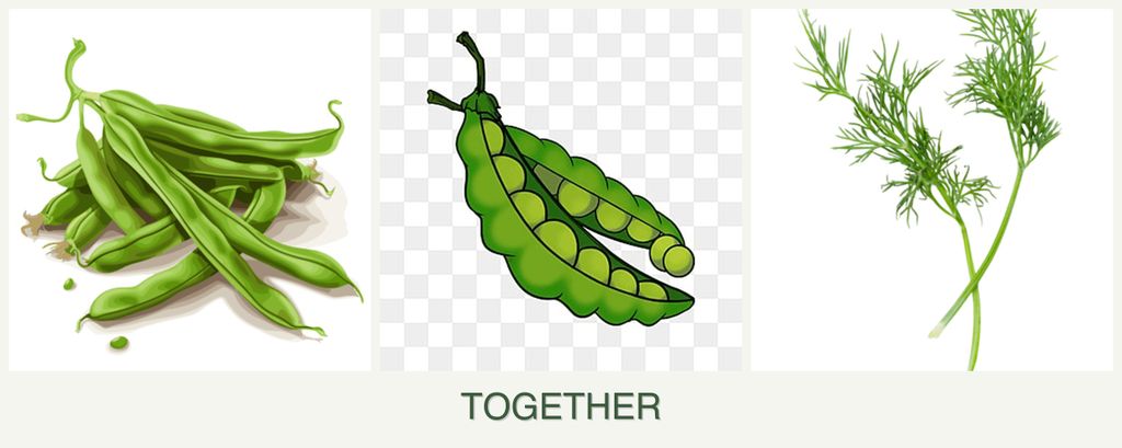 Can you plant beans, peas and dill together?