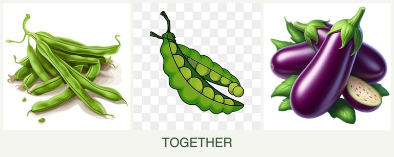 Can you plant beans, peas and eggplant together?