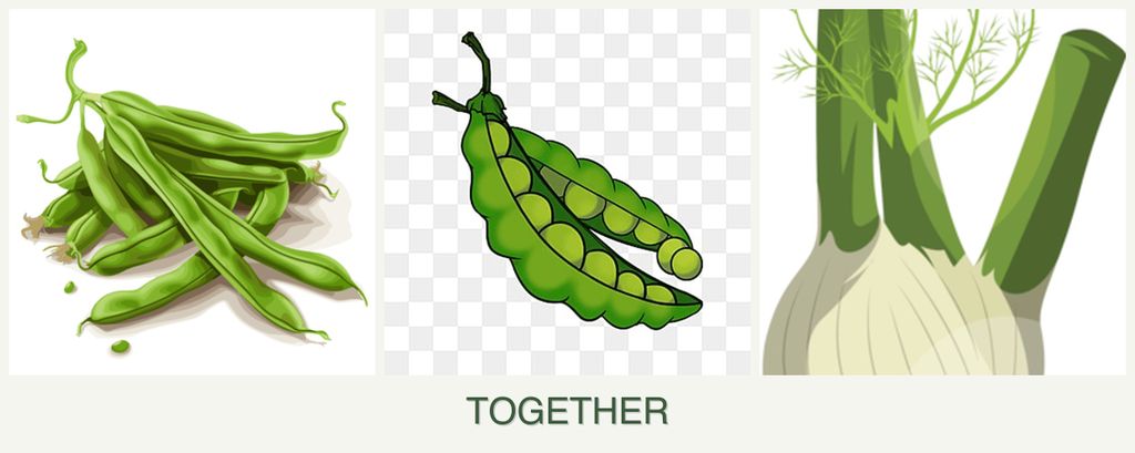 Can you plant beans, peas and fennel together?