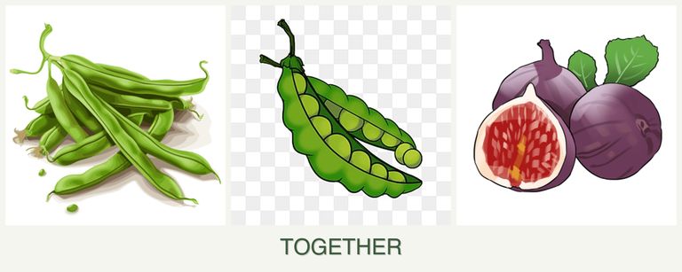 Can you plant beans, peas and figs together?