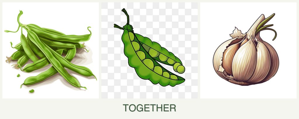 Can you plant beans, peas and garlic together?