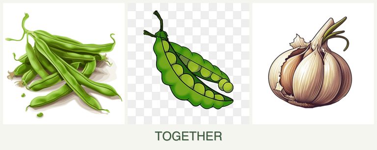 Can you plant beans, peas and garlic together?