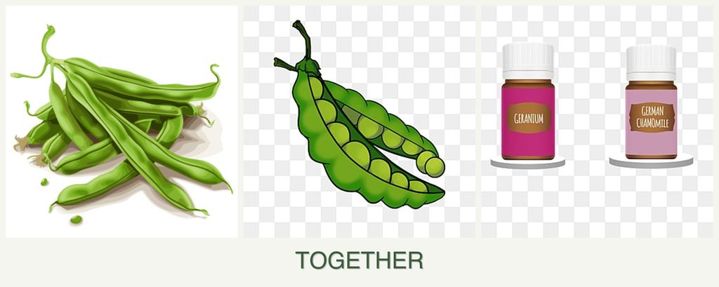 Can you plant beans, peas and geraniums together?