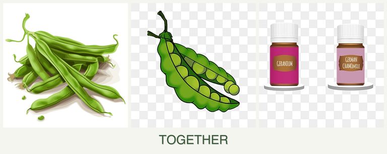 Can you plant beans, peas and geraniums together?