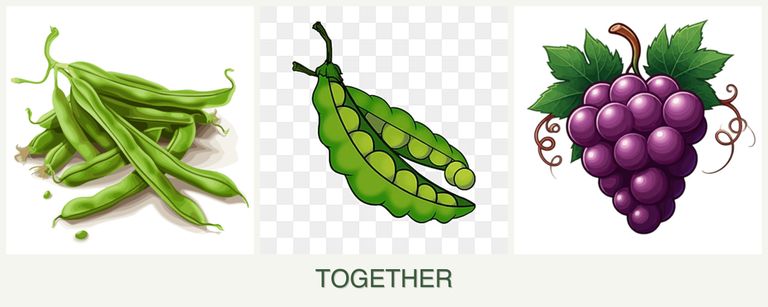 Can you plant beans, peas and grapes together?