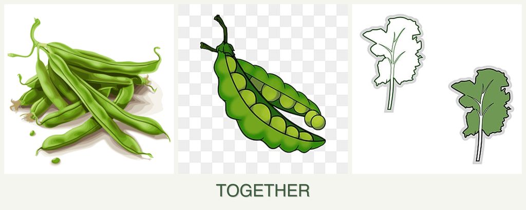 Can you plant beans, peas and kale together?