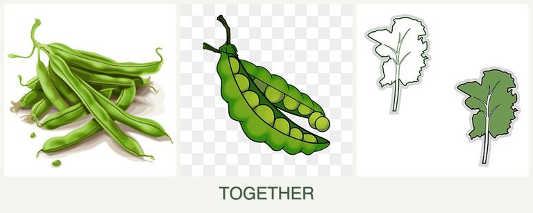 Can you plant beans, peas and kale together?