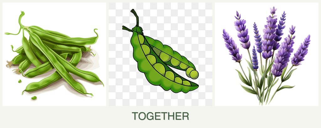 Can you plant beans, peas and lavender together?