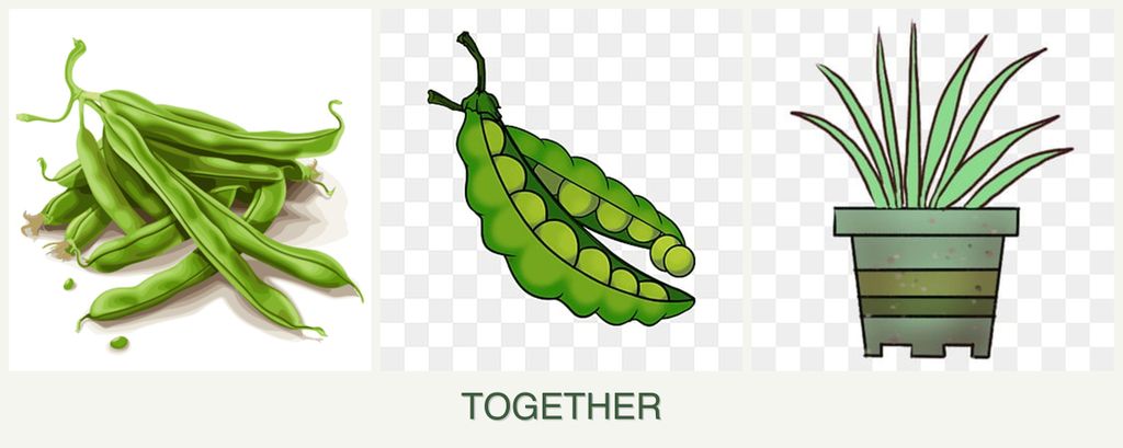 Can you plant beans, peas and lemongrass together?