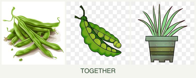 Can you plant beans, peas and lemongrass together?