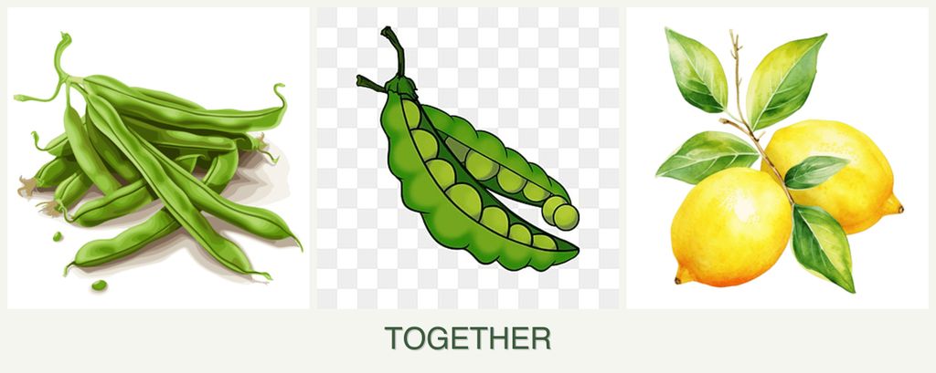 Can you plant beans, peas and lemons together?